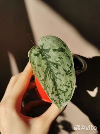 Сортовые сциндапсусы