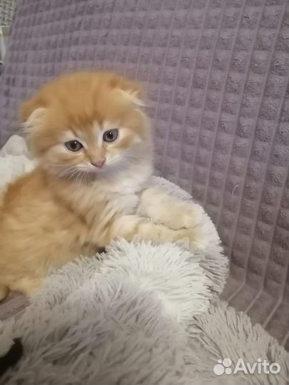 Вязка, шотландский хайленд фолд