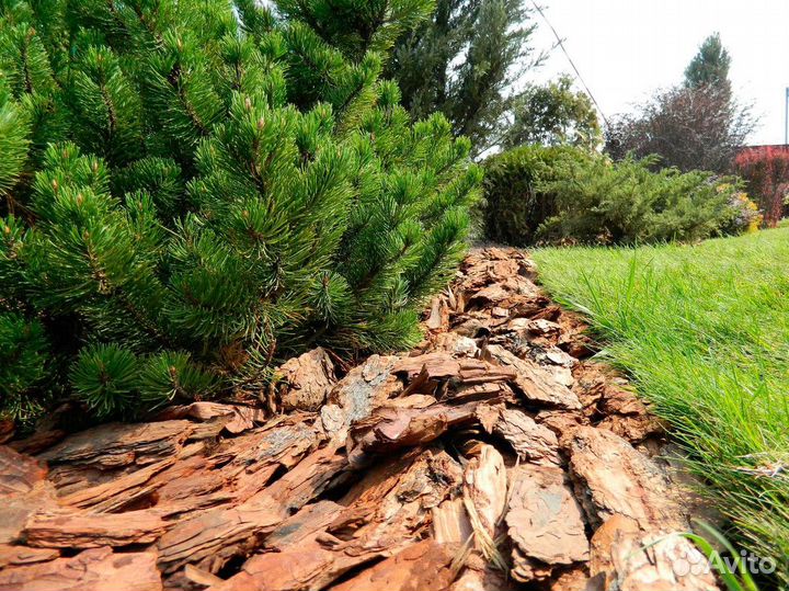 Мульча Премиум от производителя