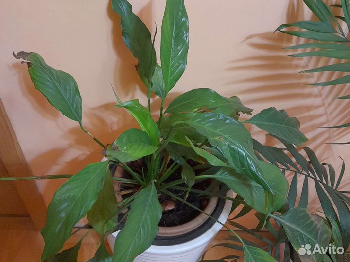 Спатифиллум (женское счастье)