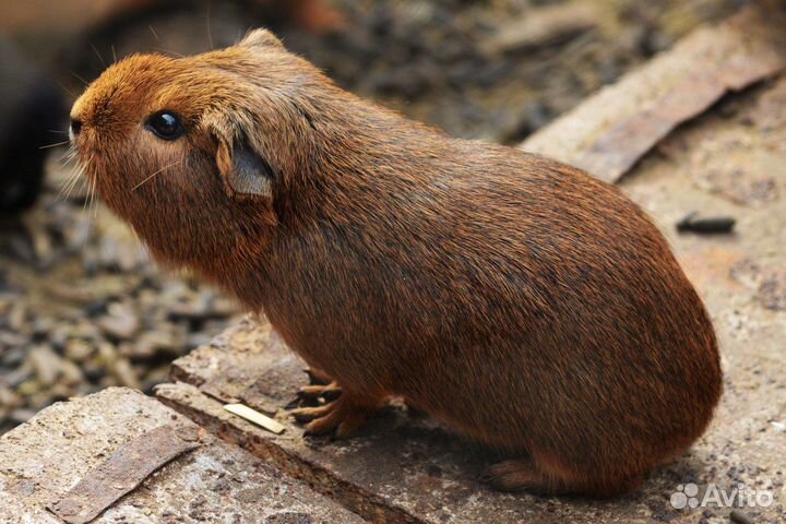 Морские свинки