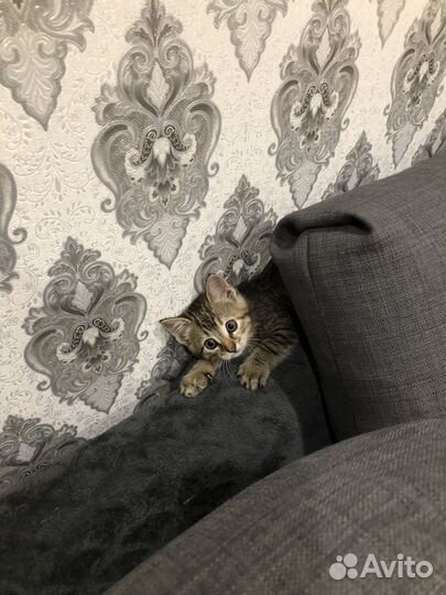 Кошечка