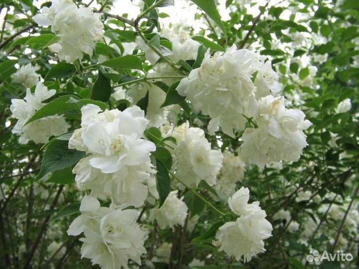 Растения для сада