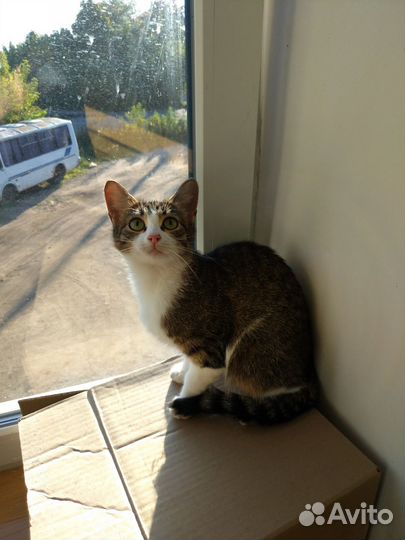 Спасите кошку