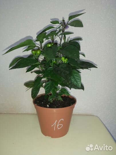 Семена, Перец острый декоративный