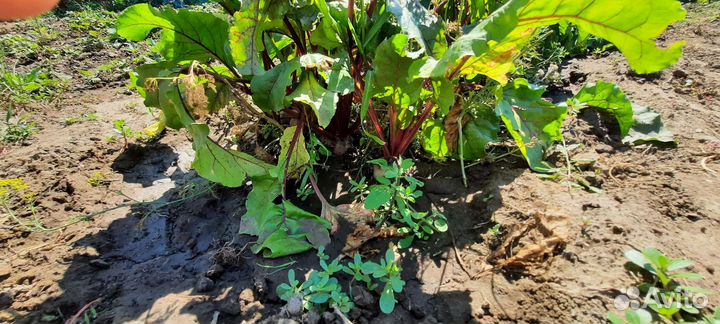 Биогумус (чистейший концентрат)