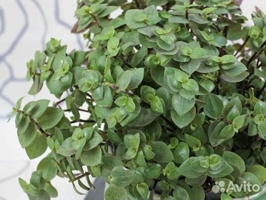 Каллизия и Золотой ус (12 сортов)