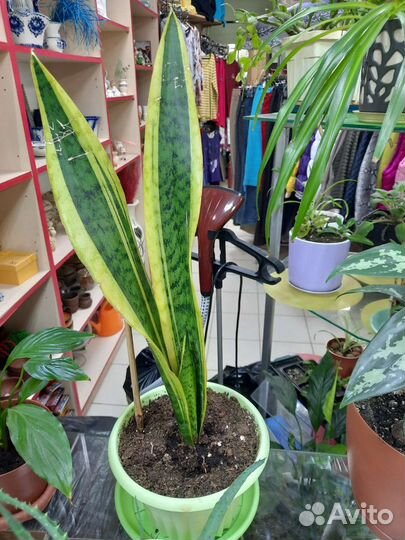 Сансевиерия (щучий хвост, тещин язык)