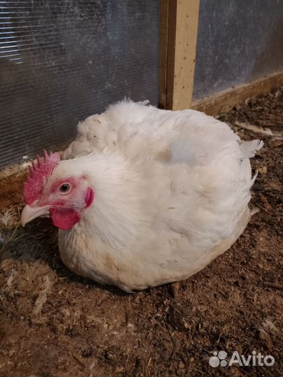 Бройлеры тушки мясо