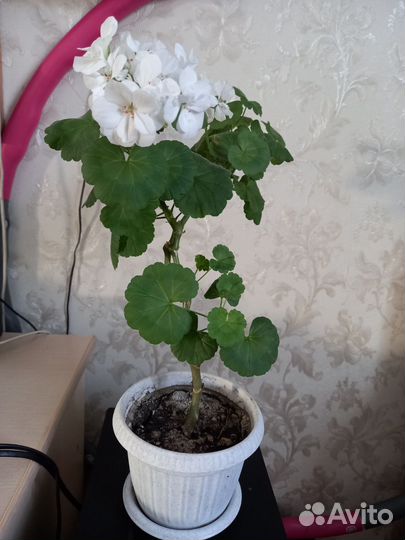 Комнатные цветы