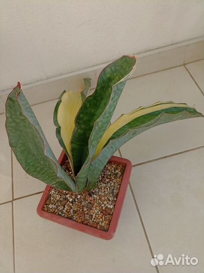 Сансевиерия сортовая