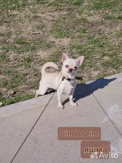 Чихуахуа мальчики, девочки