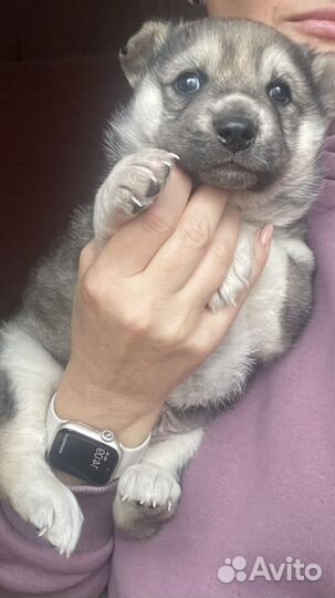 Щенок хаски (метис)