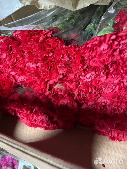 Гвоздика цветы