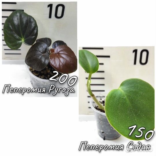 Пеперомии