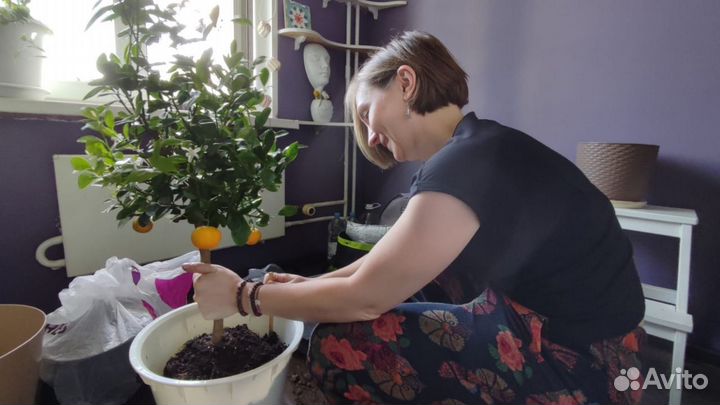 Уход за комнатными растениями