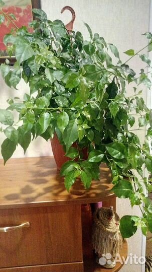 Комнатные растения