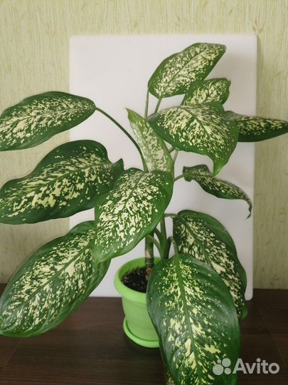 Драцена, фикус, диффенбахия