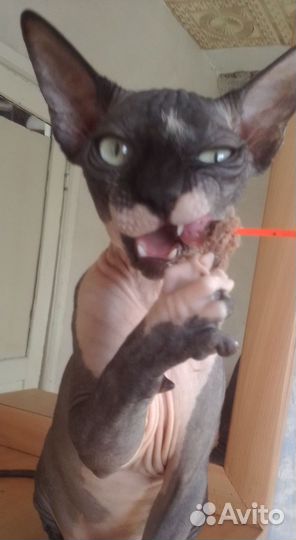 Канадский сфинкс