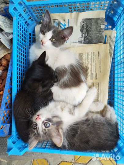 Отдам котят в добрые руки
