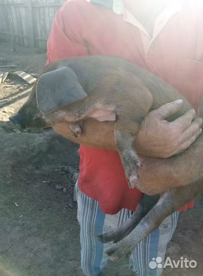 Домашние поросята