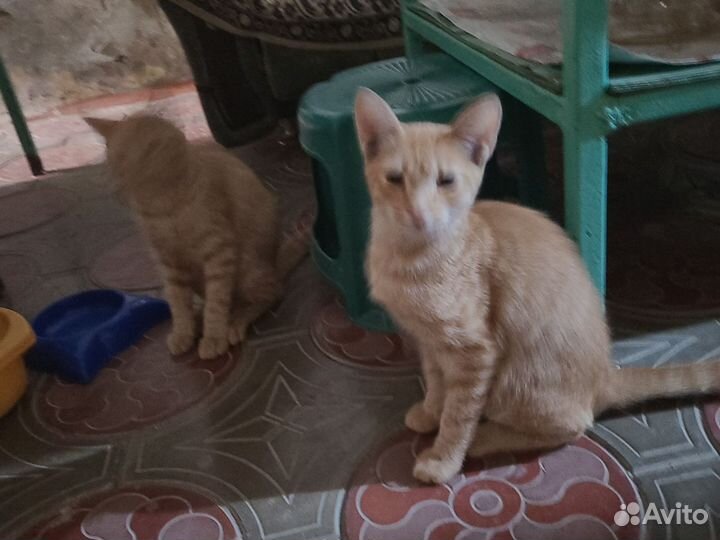 Котята в дар бесплатно