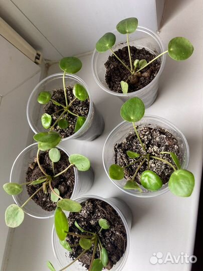 Цветок Пилея