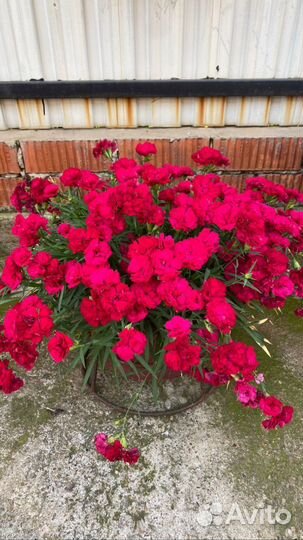 Гвоздика многолетняя