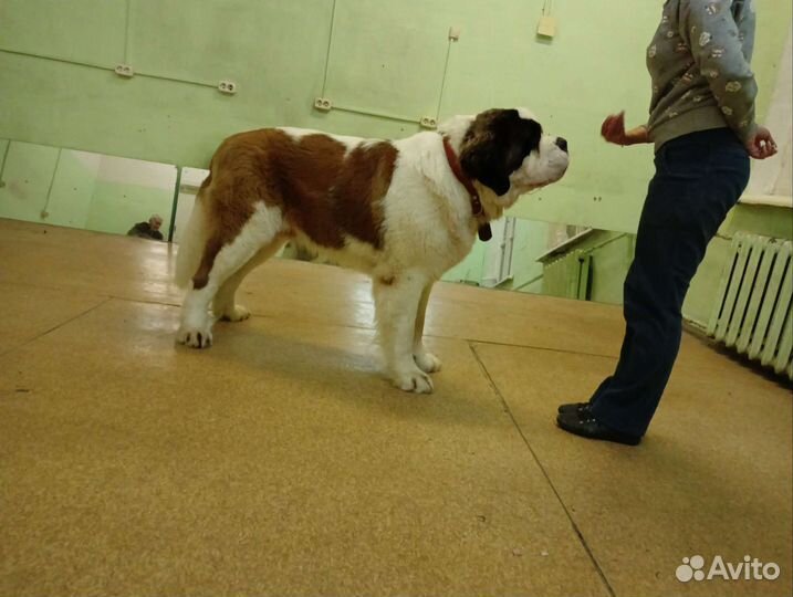 Сенбернар вязка