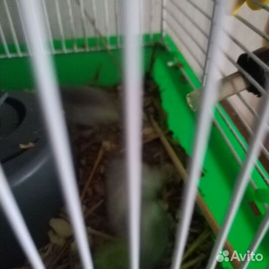 Хомяки джунгарики