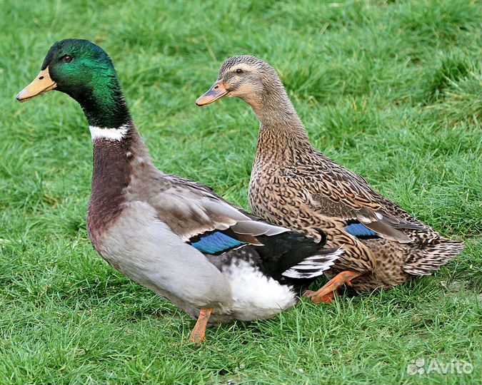 Утка домашняя мясо