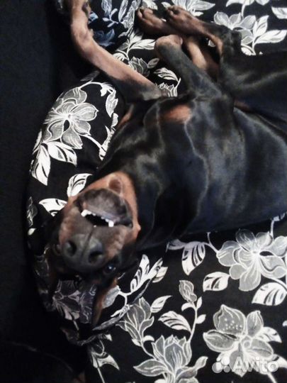 Доберман(вязка)