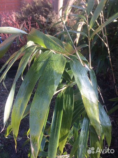 Бамбук морозостойкий широколистный