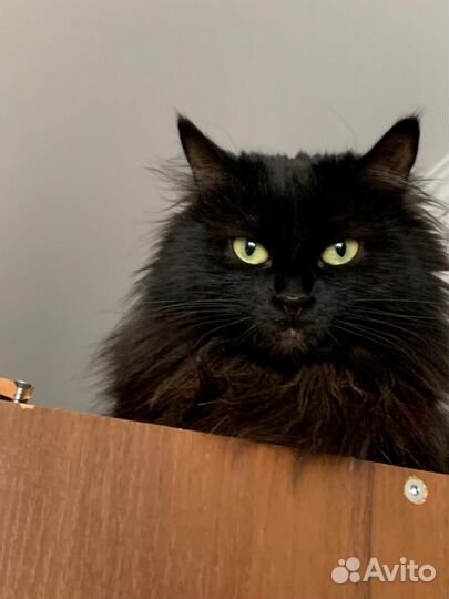 Кошка Мила 3 года
