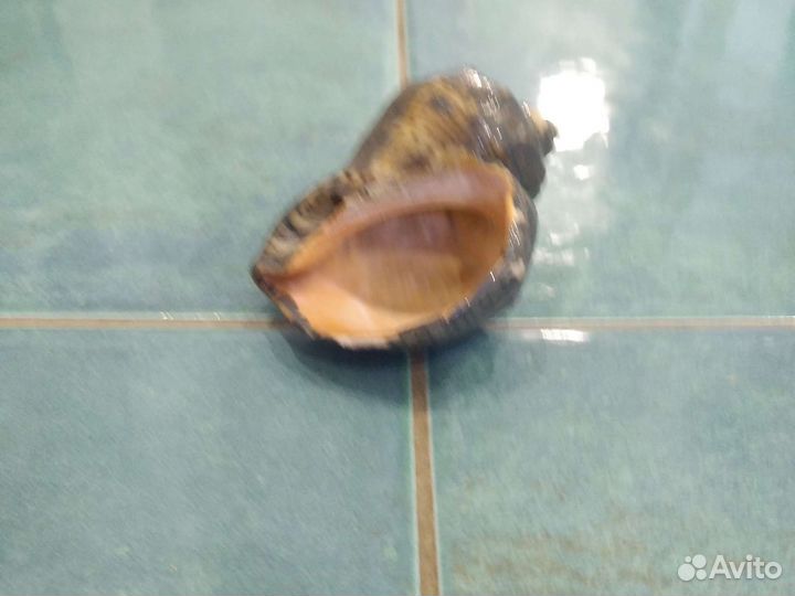 Морская ракушка