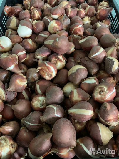 Луковицы тюльпанов оптом