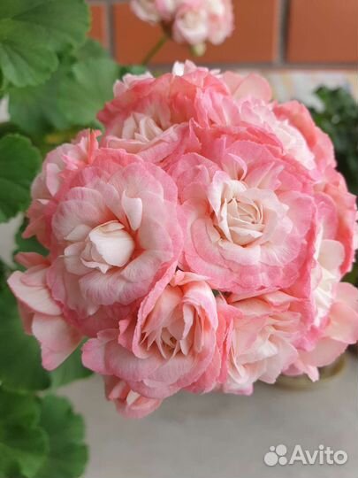 Герань пеларгония