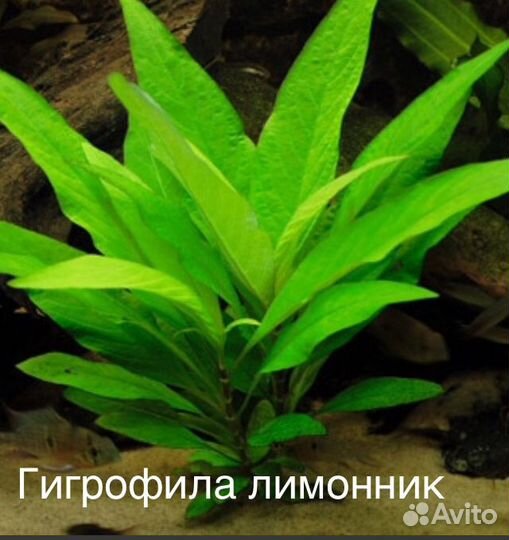 Аквариумное растение