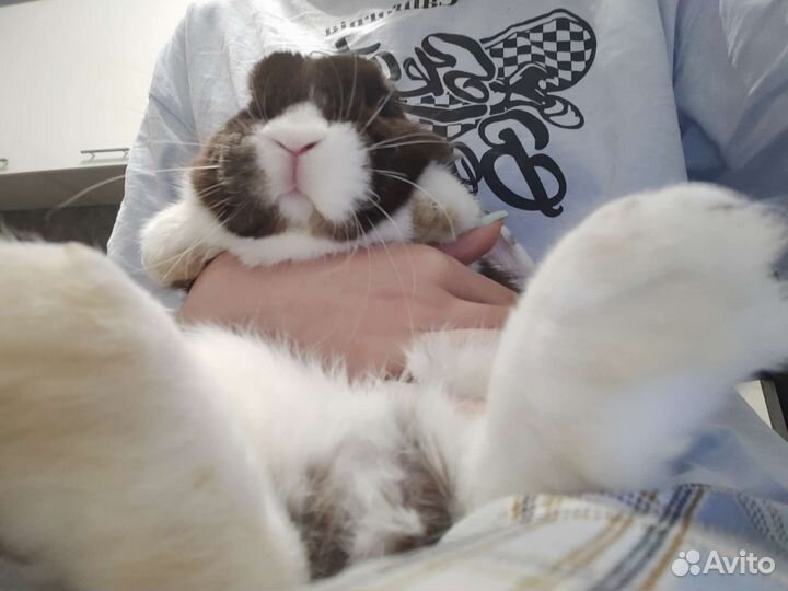 Ручной минилоп до 7июля,потом уезжаю