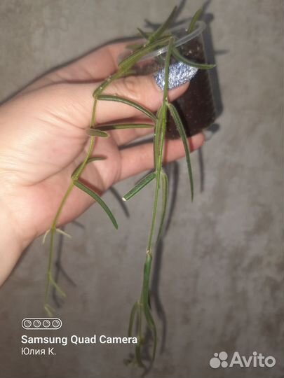 Хойя