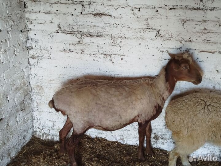 Бараны курдючные.Две ярки и одна котная
