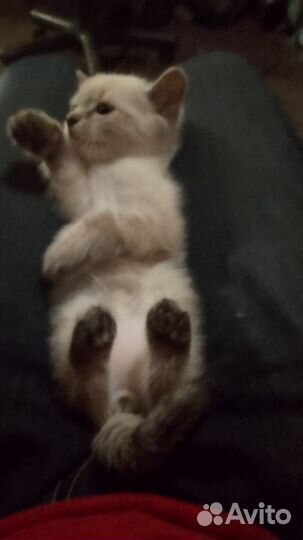 Невский маскарадный котёнок, идеальный подарок