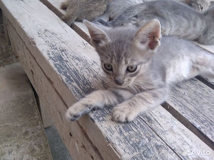 Котята