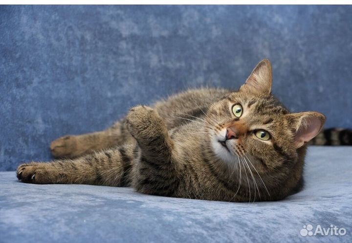 Любвеобильный котик Василий ищет дом