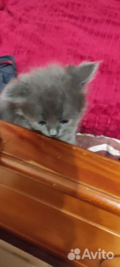Кошки