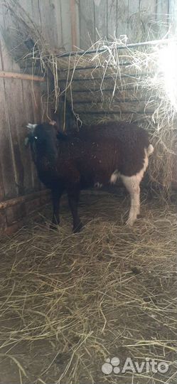 Баран дорпер