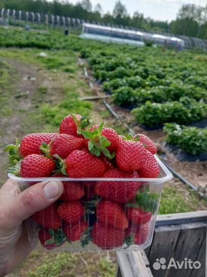 Клубника свежая Рязань Предзаказ