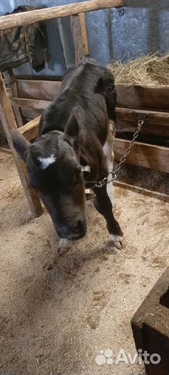 Продам тёлочку