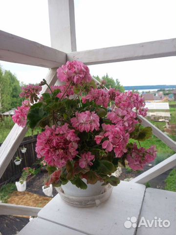 Сортовые пеларгонии