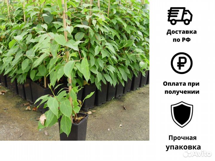 Саженцы Актинидии (русское киви)